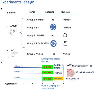 Beneficial effects of physical exercise and an orally active mGluR2/3 antagonist pro-drug on neurogenesis and behavior in an Alzheimer's amyloidosis model